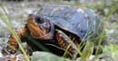Eastern Box Turtle