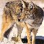 Coyote Coyote