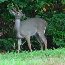 White-tailed Deer White-tailed Deer