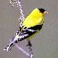 Gold Finch