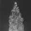 1940 National Christmas Tree