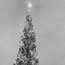 1955 National Christmas Tree
