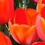 White House Garden Tours