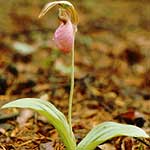 Pink Lady Slipper