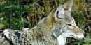 ROCR_coyote130x65 ROCR_coyote130x65
