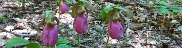 Lady Slipper top photo