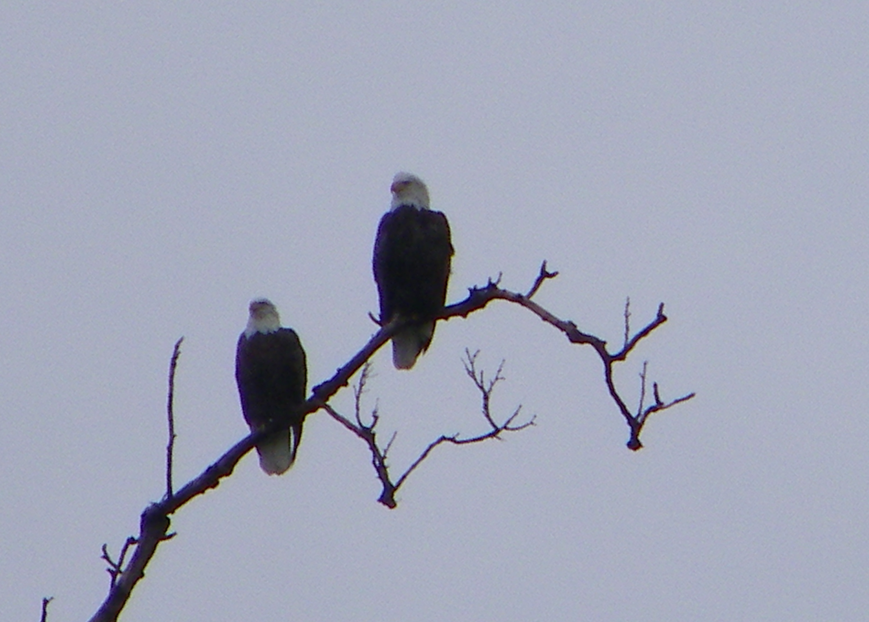 2 eagles (4)