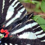 Zebra Swallowtail Butterfly