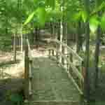a picture of a bridge in Greenbelt Park, Maryland