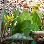 Trout Lilies