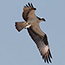 Potomac Gorge Field Guide