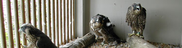 Peregrines await release from hack box.