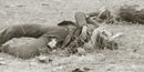 Bodies on the battlefield Bodies on the battlefield