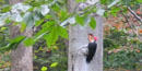 Pileated Woodpecker on a tree in the Catoctin forest. Pileated Woodpecker on a tree in the Catoctin forest.