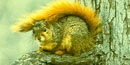 Red Squirrel Red Squirrel
