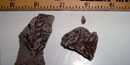 Brachyphyllum crassicarde fossil Brachyphyllum crassicarde fossil