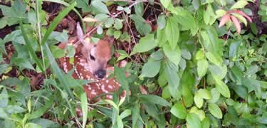 Whitetail fawn Whitetail fawn