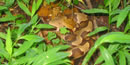 Copperhead snake Copperhead snake