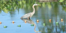 A great blue heron hunting fish. A great blue heron hunting fish.