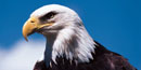 Bald Eagle Bald Eagle