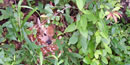 Whitetail fawn Whitetail fawn