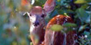 whitetail deer whitetail deer