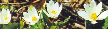 Blood Root