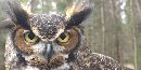 Great Horned Owl Great Horned Owl