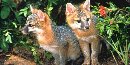Gray Fox pups Gray Fox pups