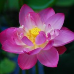 Lotus Flower