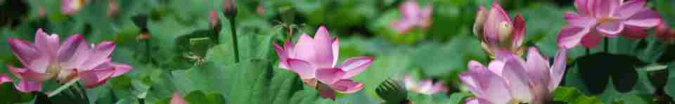 Lotus Flower
