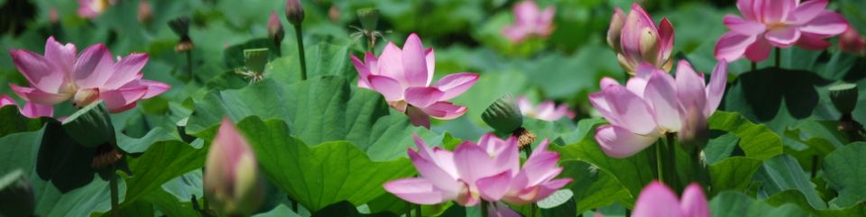 Lotus Flower