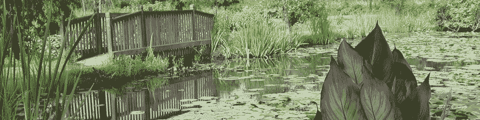 Summer mornings are best for viewing water flowers.