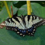 A zebra swallowtail butterfly depends on two other species in its life cycle.