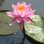 A pink opal winter hardy water lily was developed here by Helen Fowlser.