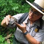 Ranger holding a box turtle