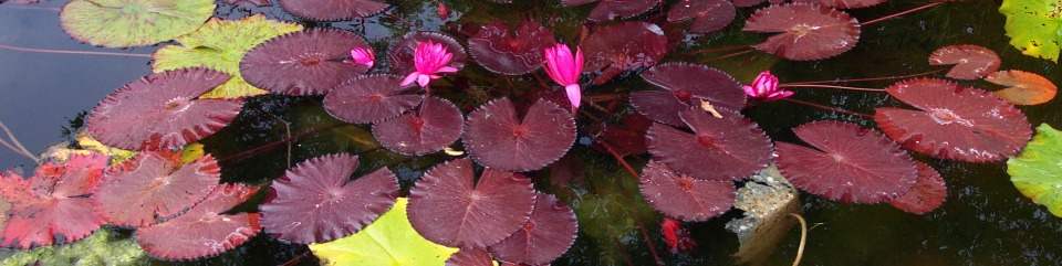 Kenilworth Aquatic Gardens, Tropical Water Lily