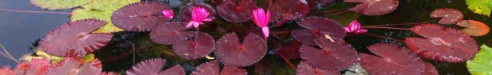 Kenilworth Aquatic Gardens, Tropical Water Lily