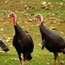 Wildlife in Shepherd Parkway