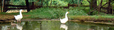 geese at the pond