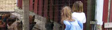 little gurls looking at chickens
