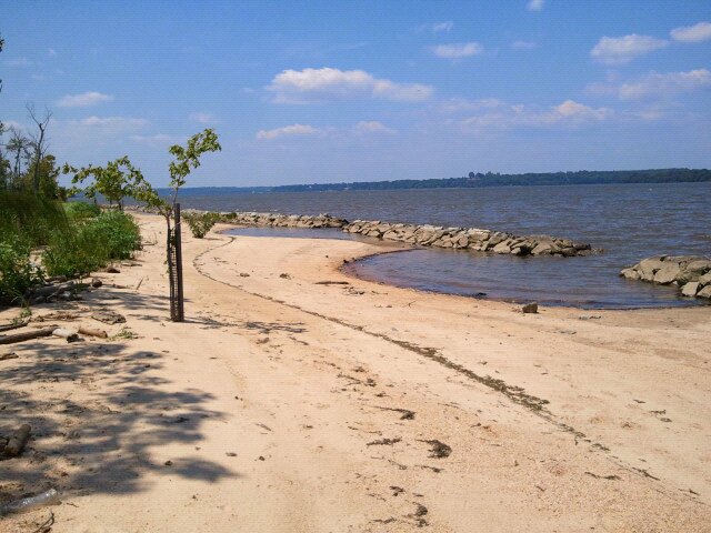 Living Shoreline Living Shoreline