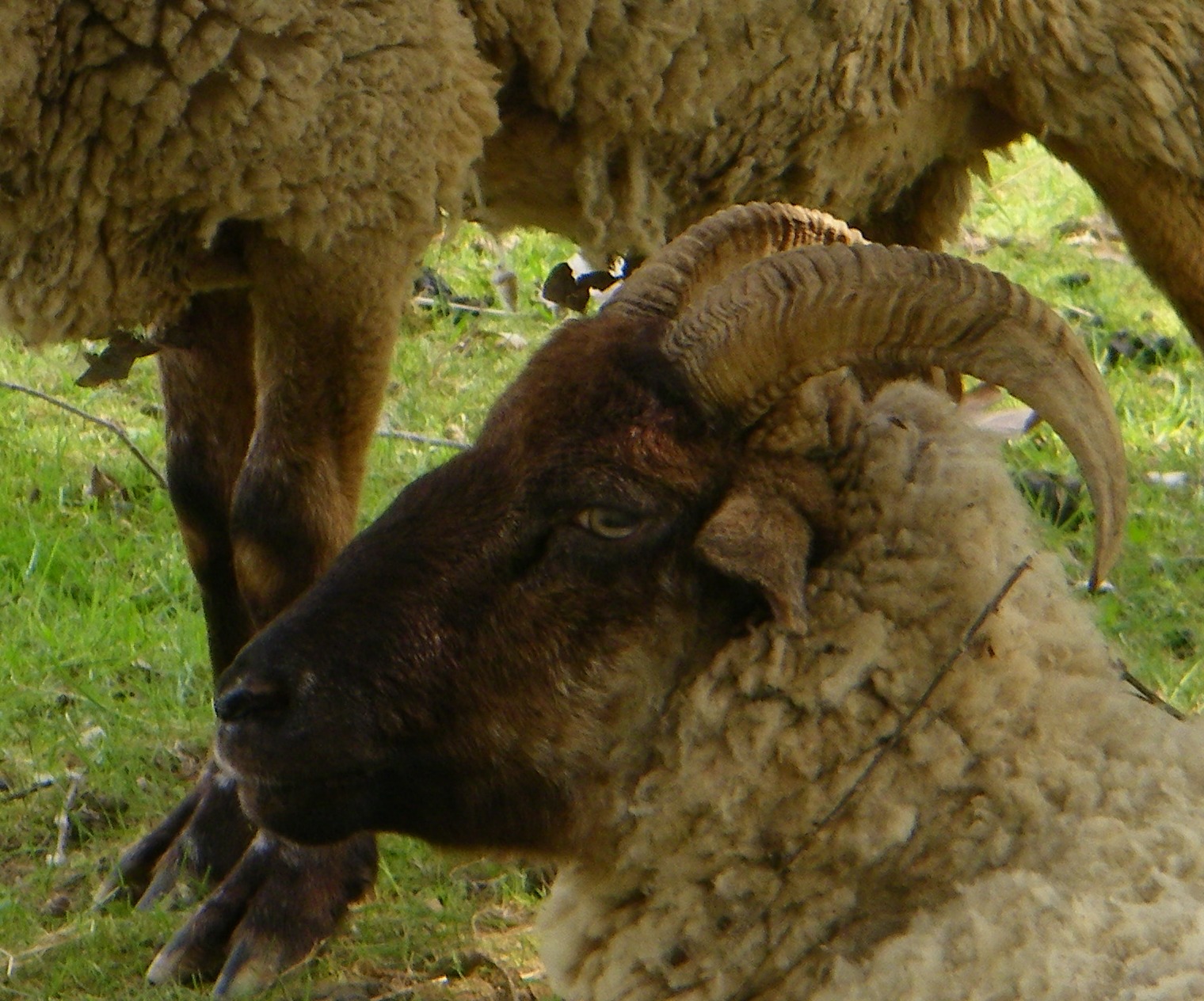 sheep DYK