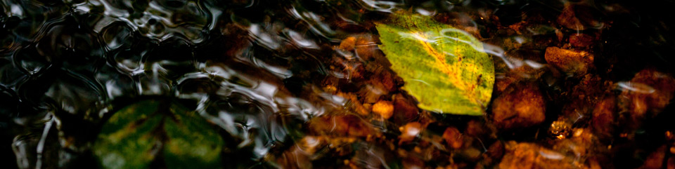a leaf rests in Quantico Creek