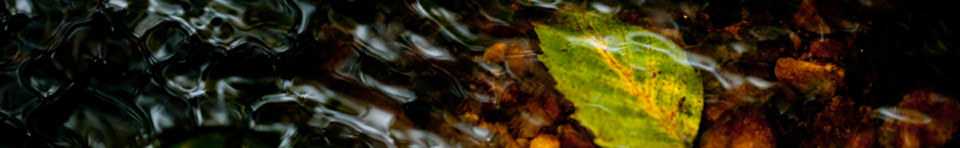 a leaf rests in Quantico Creek