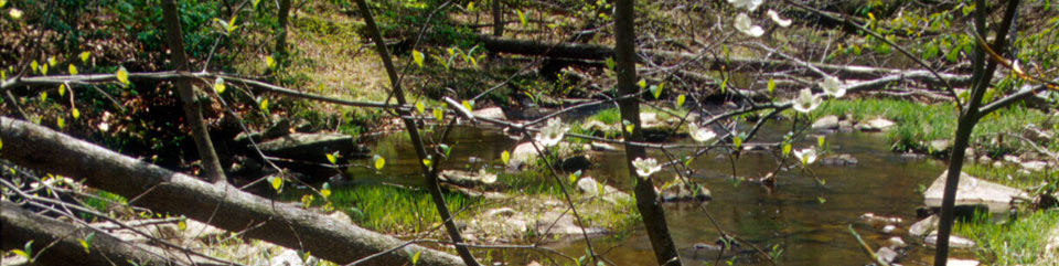 dogwood across creek