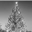 History of National Christmas Trees