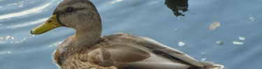A female Mallard duck is relaxing in one of the fountains in Lafayette Park