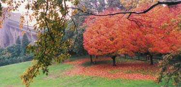 Autumn colors in the meadow at Wolf Trap.