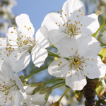 Cherry Blossom Festival